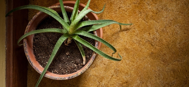Aloe vera je ena izmed obveznih sobnih rastlin.
