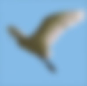 Simbol ptice