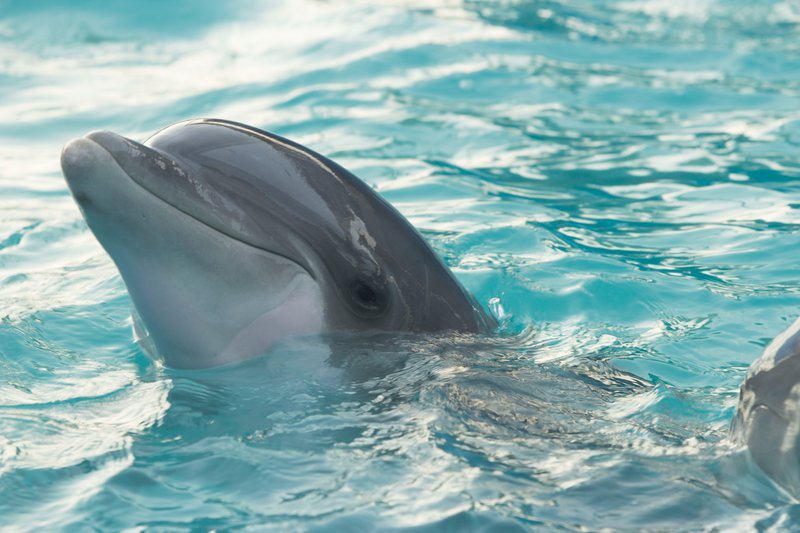 Delfin nas spominja na igrivost